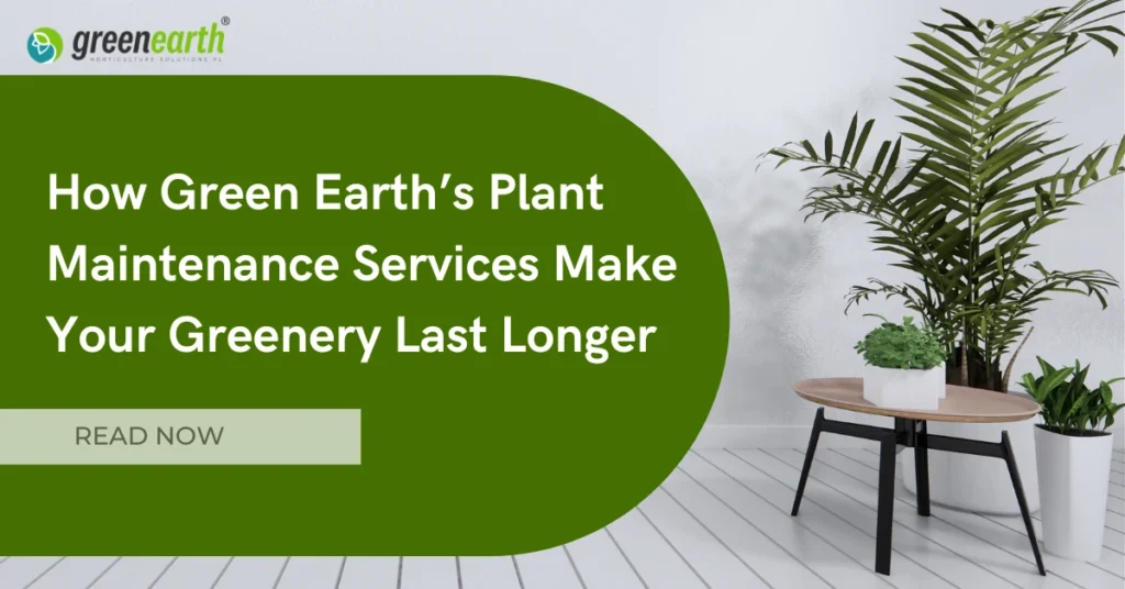 How Green Earth’s Plant Maintenance Services Make Your Greenery Last Longer | | Green Earth How Green Earth’s Plant Maintenance Services Make Your Greenery Last Longer | | Green Earth | Plant Rentals by Green Earth India |