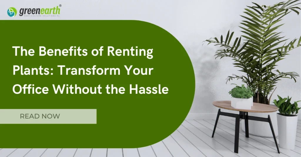 The Benefits of Renting Plants: Transform Your Office Without the Hassle | | Green Earth The Benefits of Renting Plants: Transform Your Office Without the Hassle | | Green Earth | Plant Rentals by Green Earth India |