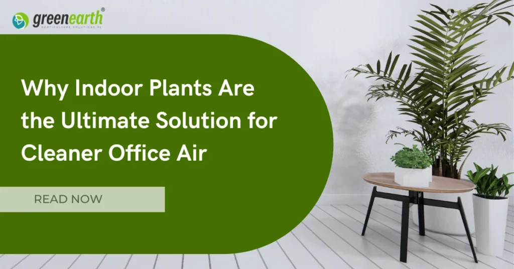 Why Indoor Plants Are the Ultimate Solution for Cleaner Office Air | | Green Earth Why Indoor Plants Are the Ultimate Solution for Cleaner Office Air | | Green Earth | Plant Rentals by Green Earth India |