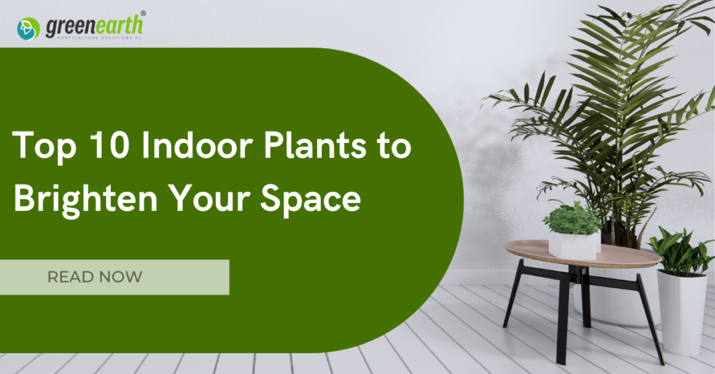 Top 10 Indoor Plants to Brighten Your Space | | Green Earth Top 10 Indoor Plants to Brighten Your Space | | Green Earth | Plant Rentals by Green Earth India |